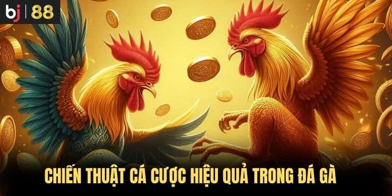 Chiến thuật cá cược hiệu quả trong đá gà