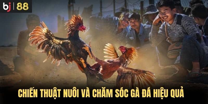 Chiến thuật nuôi và chăm sóc gà đá hiệu quả